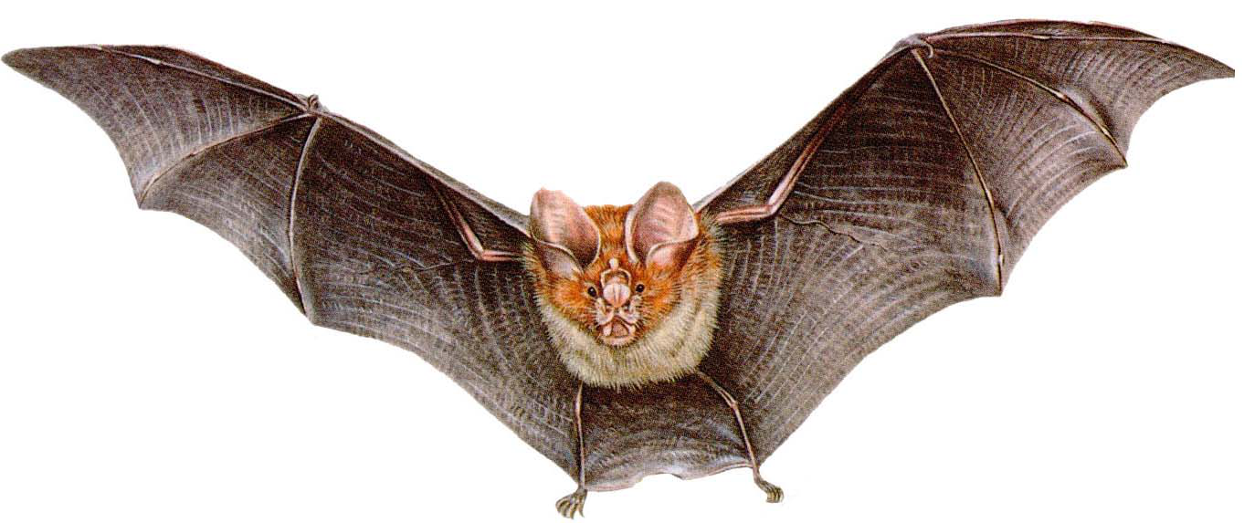 Dedetização de Morcegos na Anhanguera